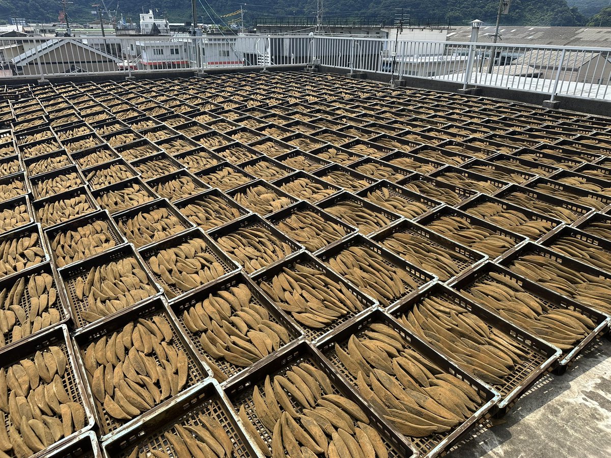 綺麗やろ…

綺麗やろ！
ずらららららららら！って並んだ本枯節。
天日干し中。

そういえば少し前に、これを非衛生的と貶した、世間知らずのお坊ちゃんがいたな。