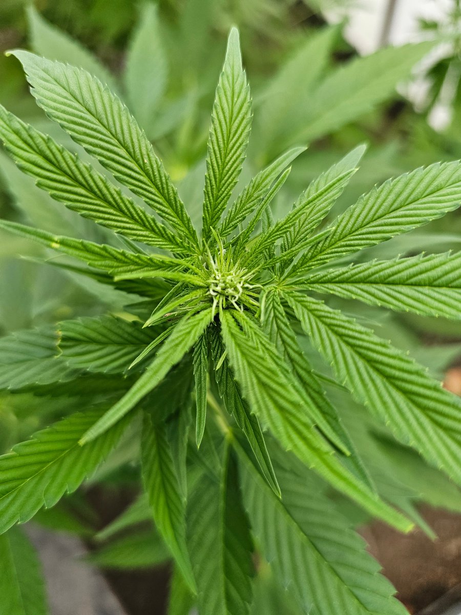 "Fast Version B" by <a href="/SuperSativa1985/">Super Sativa Seed Club</a> in 2nd week of flower. Should be finished by mid October but I'm not convinced from this stage.  These plants though, are really big (to me anyway).