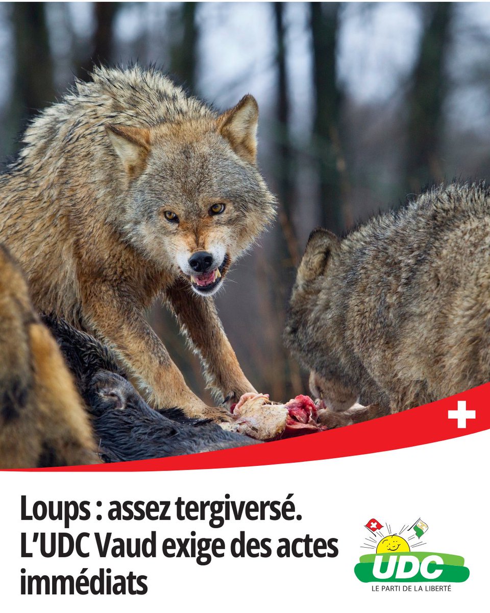 🐺 Nouvelle attaque de loup au Mont-Tendre.
Les éleveurs sont à bout, les troupeaux tombent.
Le Conseil d’État autorise… mais n’agit pas.
👉 L’UDC Vaud exige des actes immédiats : former des chasseurs, protéger les gardes-faune et soutenir nos paysans.
 udc-vaud.ch/loups-assez-te…