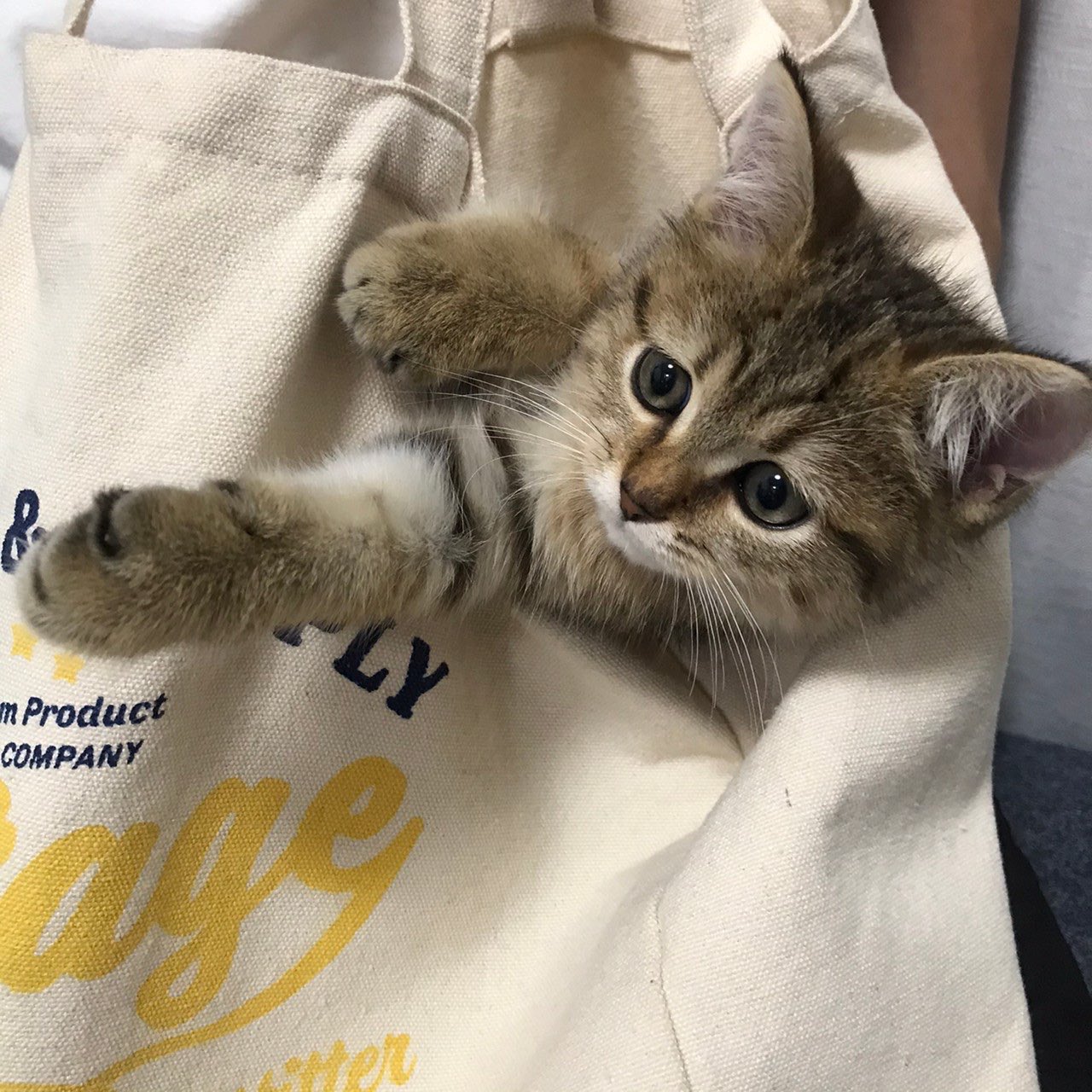 猫 まんまるころころ🏐🏀⚽️⚾️ #エキゾチックショートヘア