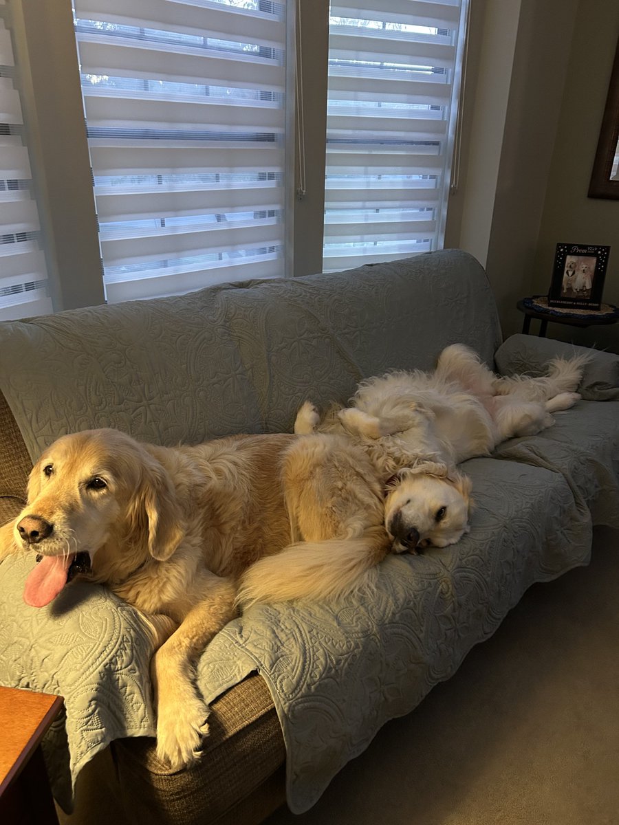 Good morning!  Huck’s got his tongue out on this 
#tongueouttuesday  
#GRC