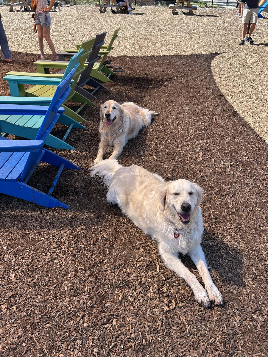 Yesterday, we didn’t go to Camp ⛺️ but, instead we went to Barkside bar!!  We got to play with new furiend’s and, get lots of attention