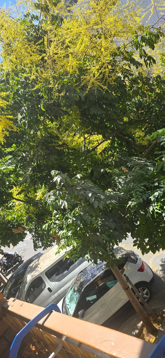 cobosjc90's tweet photo. @ayuncordoba_es por favor, podéis adecentar un poco los arboles de avenida del arcangel?? Las ramas de nos van a meter en las terrazas https://t.co/Qony3mjqSi