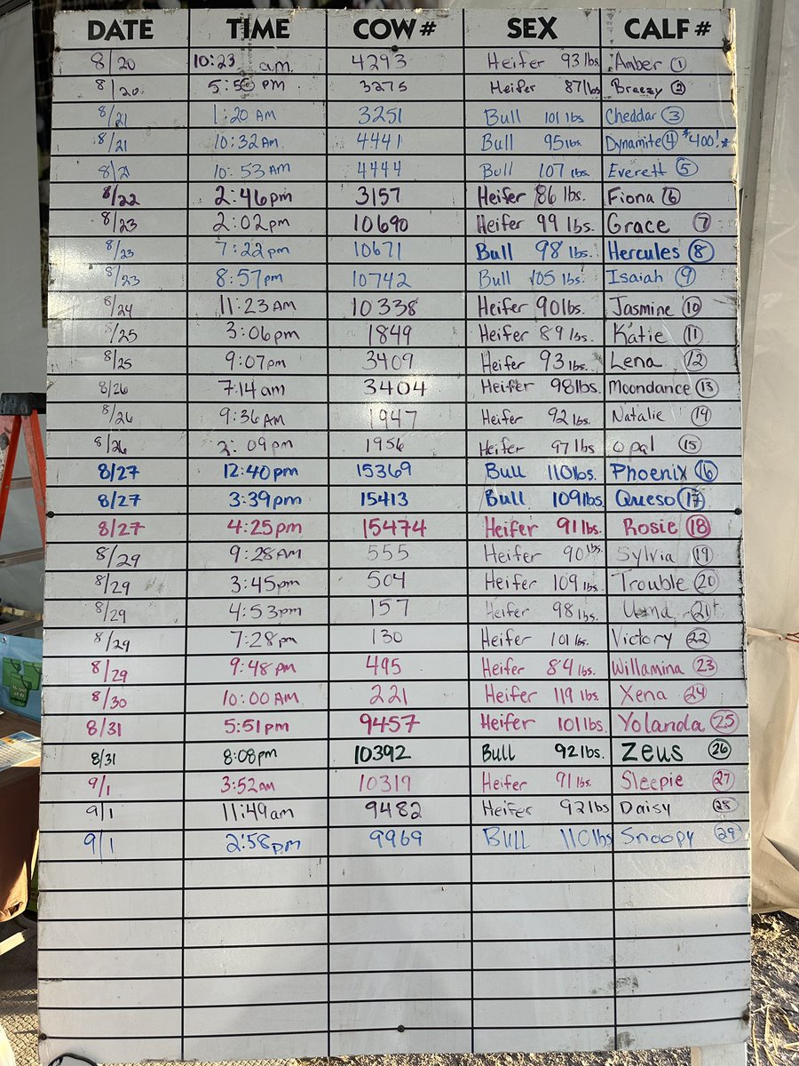 Drum roll please!! Our final calf board!!