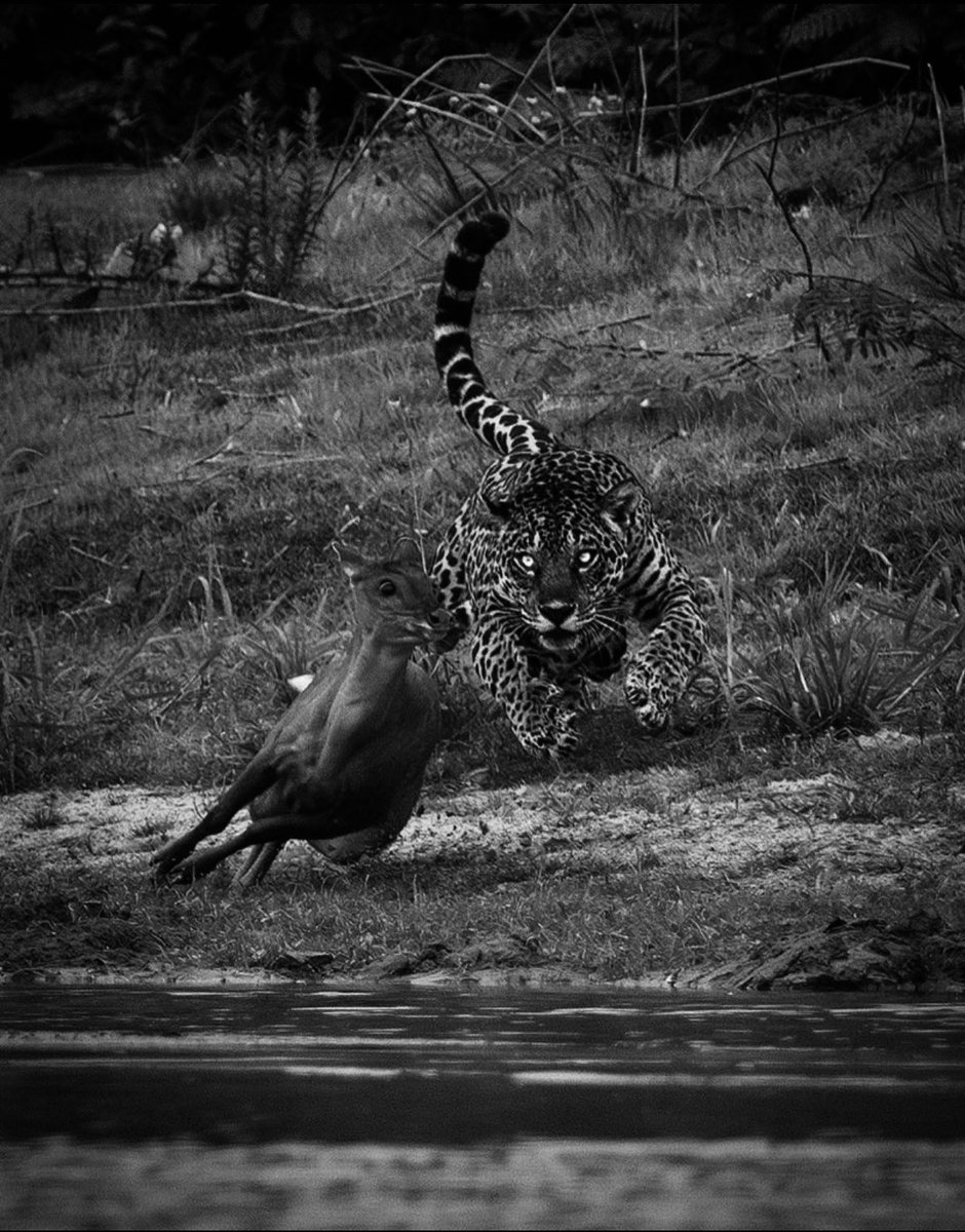 Identify with the predator.

The world is full of predators, prey and parasites. From lions to deer to germs.

The lion is not immoral. The deer is not moral. The germ does what it was created to do.

The more feminized men become, the more they identify with prey. This is why
