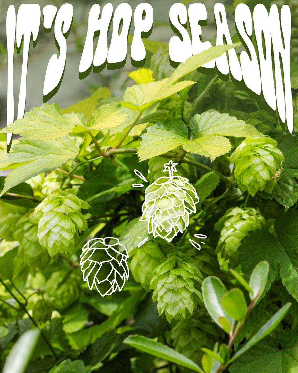We’re making a special community small batch beer!

Got hops growing in your garden? Bring them in this Saturday, Monday or Tuesday. If you do, you'll get a FREE litre of the finished beer.

Come to the shop &amp; pick hops straight off the vine, this coming members night 09/09!