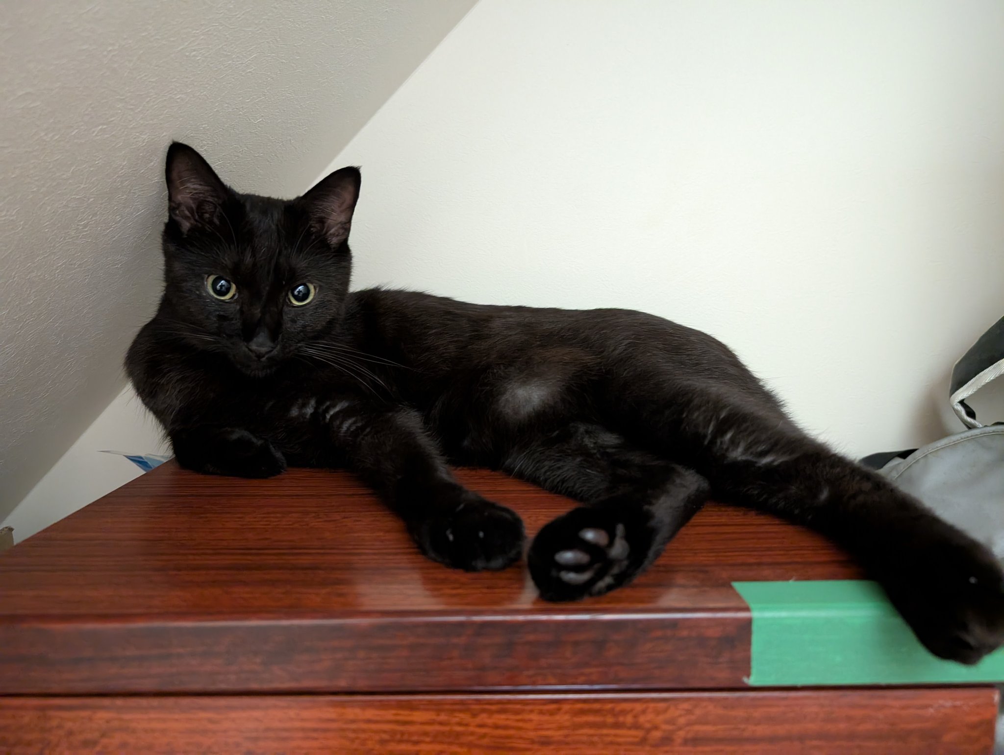 黒猫 黒猫トニー on X: 