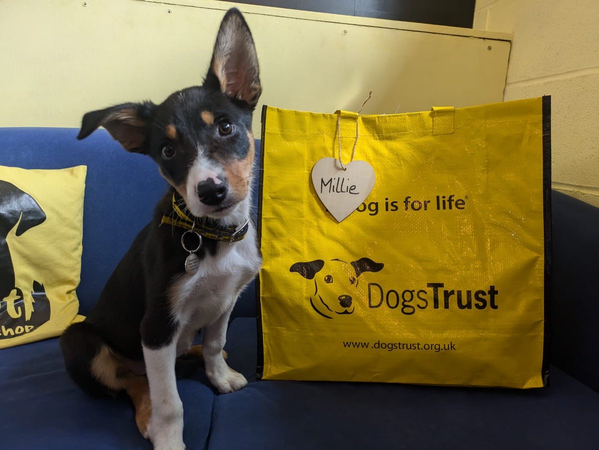 DogsTrust West Calder (Edinburgh) (@dt_westcalder) on Twitter photo Millie was all ears when we said it was her turn to head to her furever home! 🏡 She packed up her big yellow bag and said her goodbyes to her fabulous foster carer🥰 Good luck Millie! 😄
#BigYellowBagDay
#AdoptDontShop
#ADogIsForLife
<a href="/DogsTrust/">Dogs Trust 💛🐶</a> Millie was all ears when we said it was her turn to head to her furever home! 🏡 She packed up her big yellow bag and said her goodbyes to her fabulous foster carer🥰 Good luck Millie! 😄
#BigYellowBagDay
#AdoptDontShop
#ADogIsForLife
<a href="/DogsTrust/">Dogs Trust 💛🐶</a>