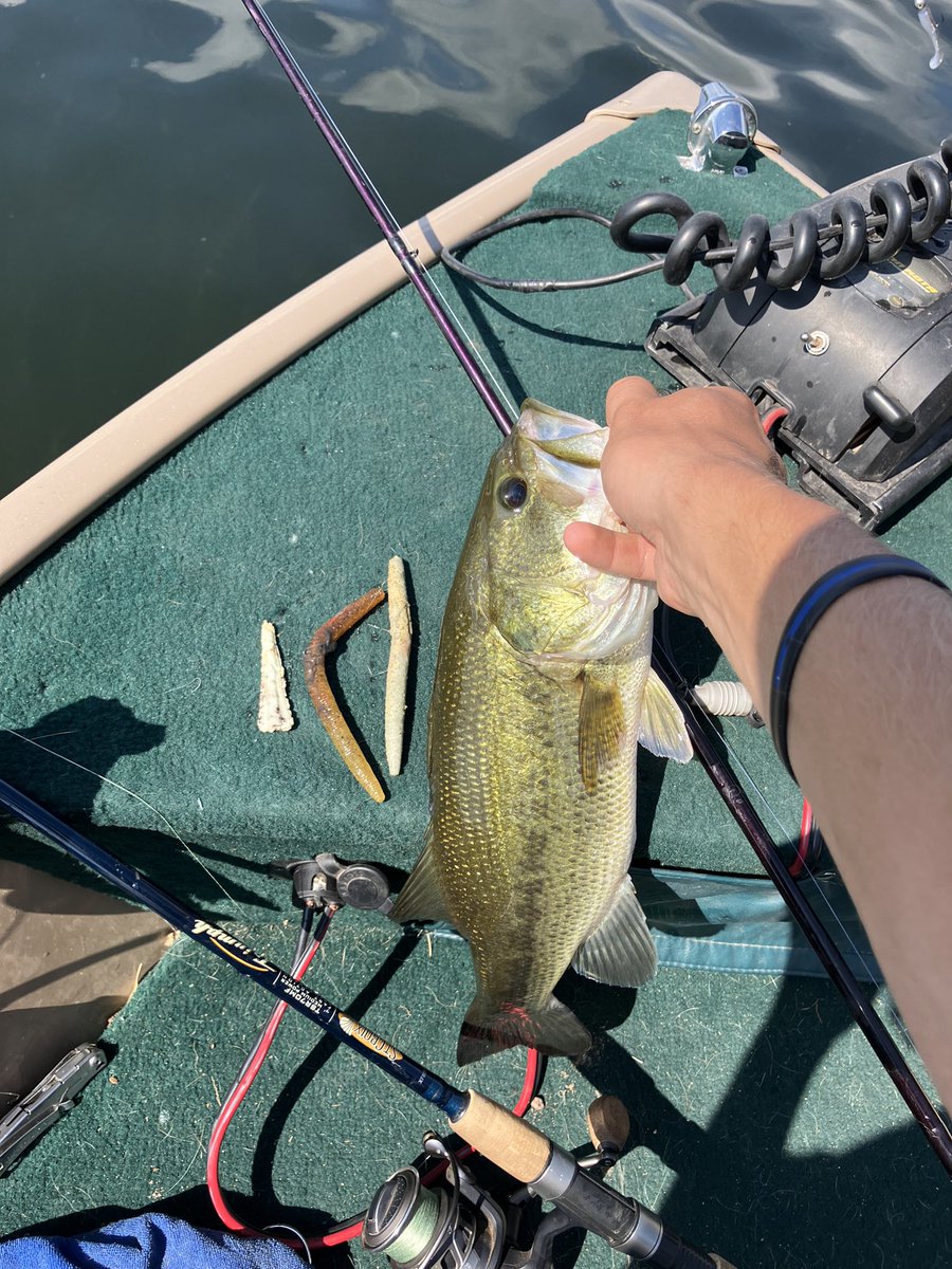 LCut14's tweet photo. Weekend #FishPuke. This largemouth bass puked up a few soft plastic baits after I caught it. I pick up a few dozen of these baits off of lake bottoms each year, and apparently bass do too! https://t.co/WVYfq2b5C3
