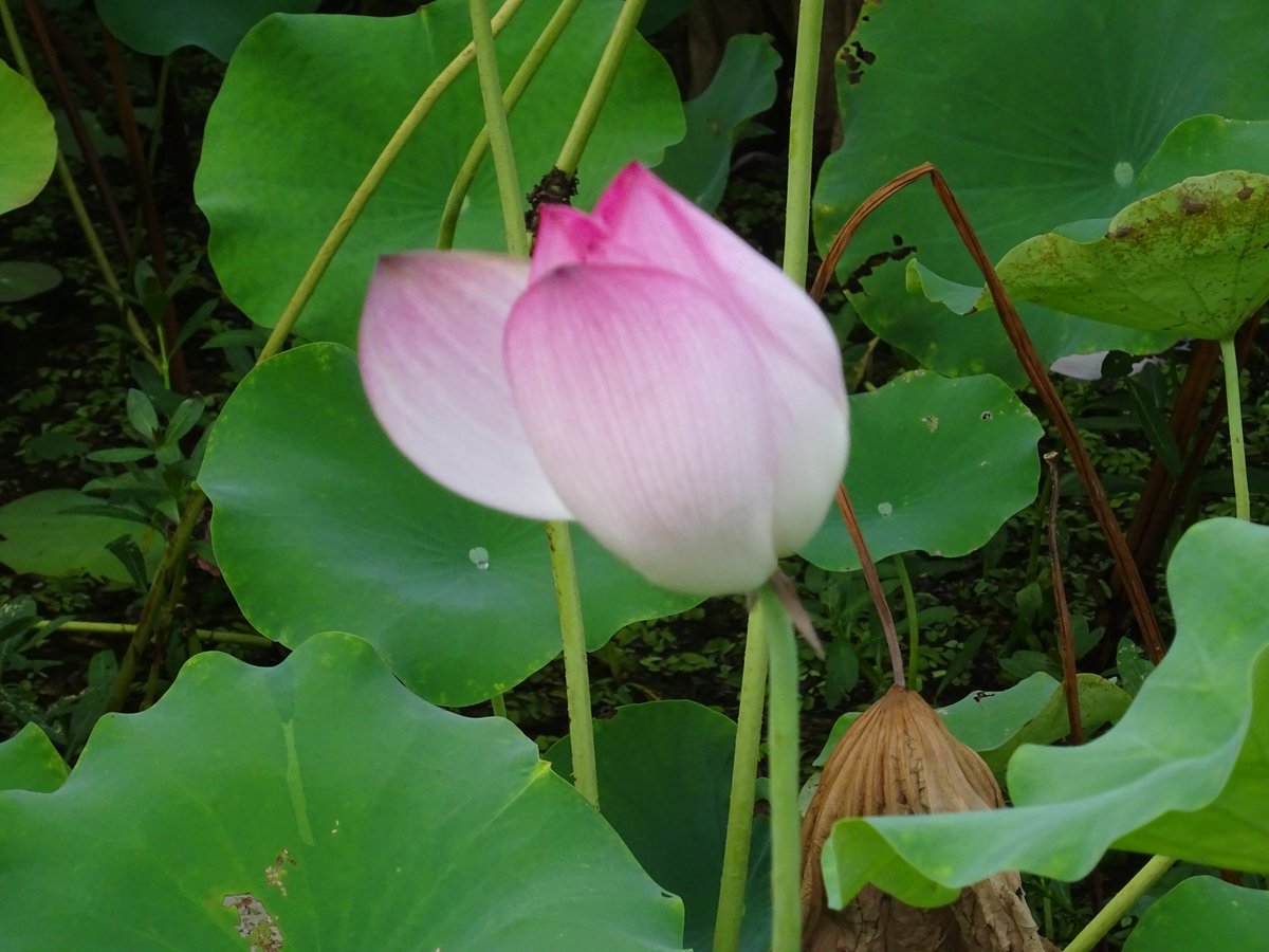 Tras la lluvia, las hojas de loto relucen limpias, y un aire purificado inunda el estanque. La brisa acaricia una dulce fragancia de flores, brindando paz y alegría al corazón, y mostrando un mundo de una claridad inmaculada.