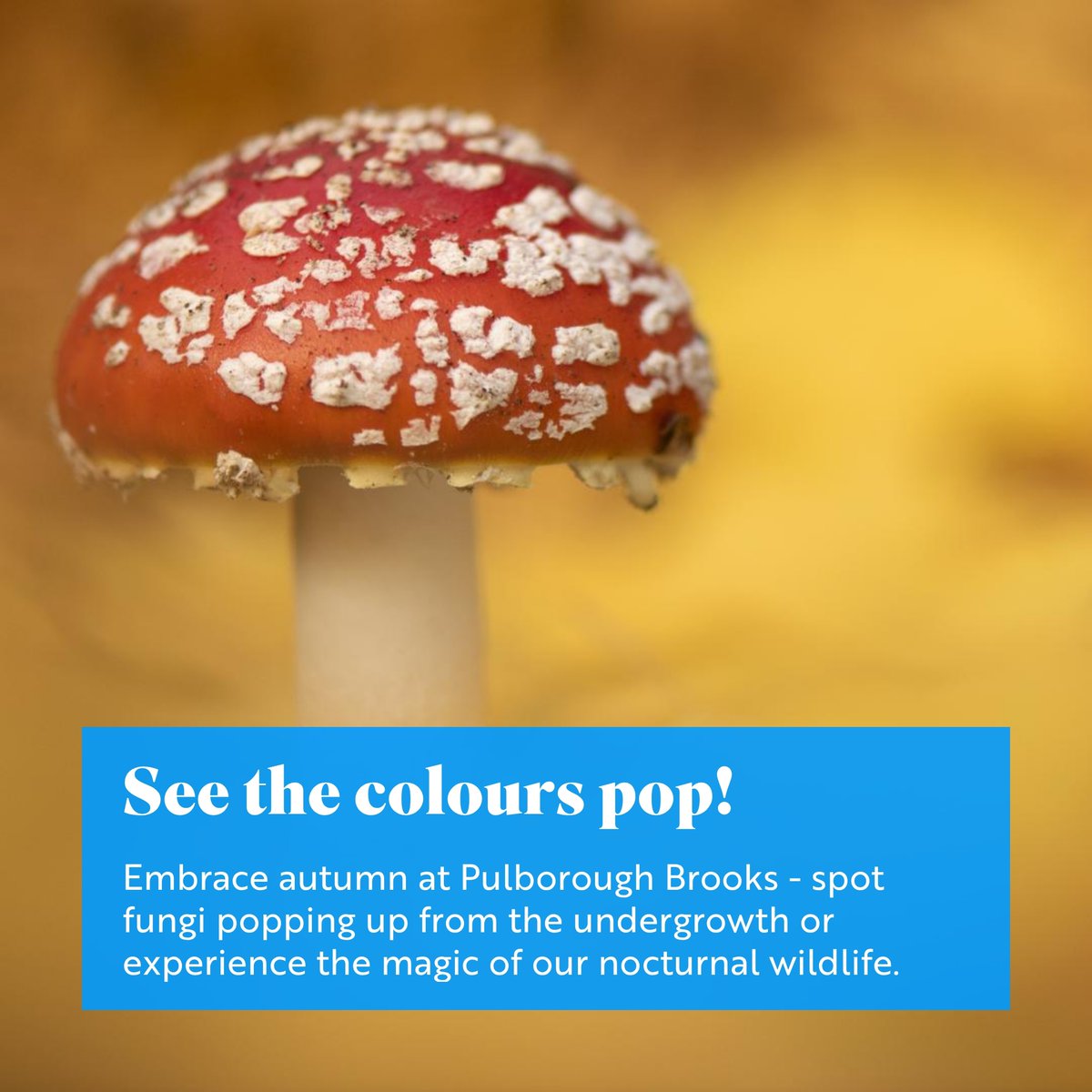 Experience #autumn with us - see the incredible reds and oranges of the turning leaves and spot #fungi popping up from the undergrowth.
It’s also a time of activity with bird migrations and nocturnal wildlife spectacles.
Find out more: events.rspb.org.uk/pulboroughbroo…
<a href="/ExpSussex/">ExperienceSussex</a> <a href="/sdnpa/">South Downs National Park</a>