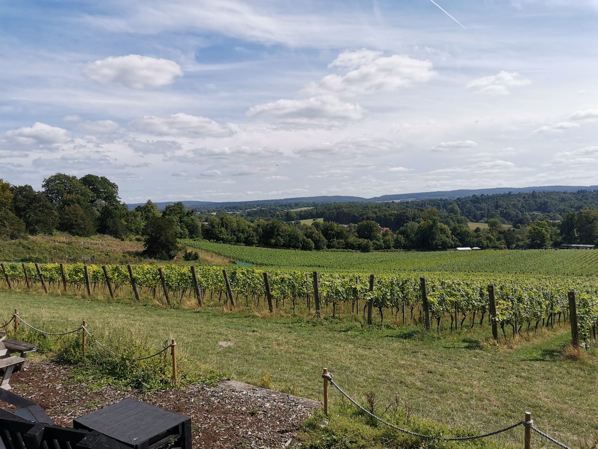 In contrast <a href="/AlburyVineyard/">Albury Vineyard</a> looking good!