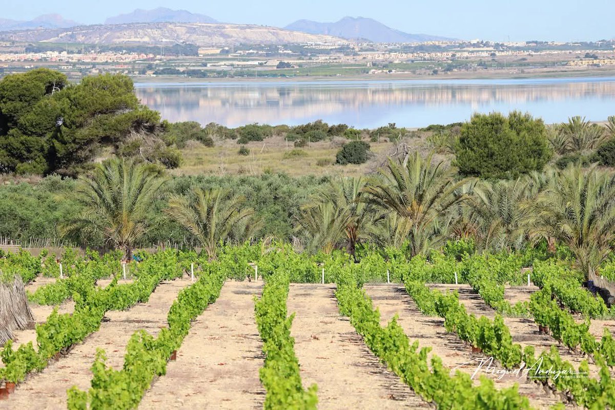 MeteOrihuela tweet media