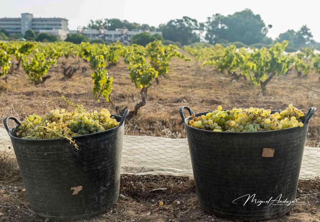 MeteOrihuela tweet media