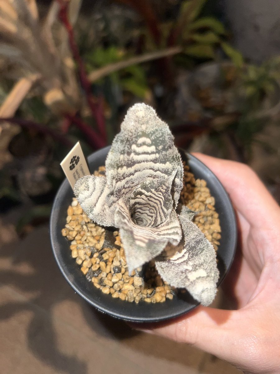 Cryptanthus ‘Cosmic Storm’
この前のチルゴートにて。こういう古い品種こそ探そうと思うとなかなか見つからないのよねー。