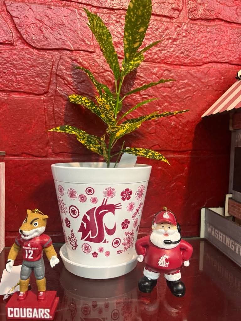 Welcome WSU Alumni and Cougar Fans to Homecoming Week.  Stop by and give us a Go Cougs and receive 10% off your purchase of Cougar memoribilia.

Plan to grab a bite to eat and something to drink next door at Neill's Coffee &amp; Ice Cream.

#GoCougs 
#WSUPULLMAN #WSUHOMECOMING