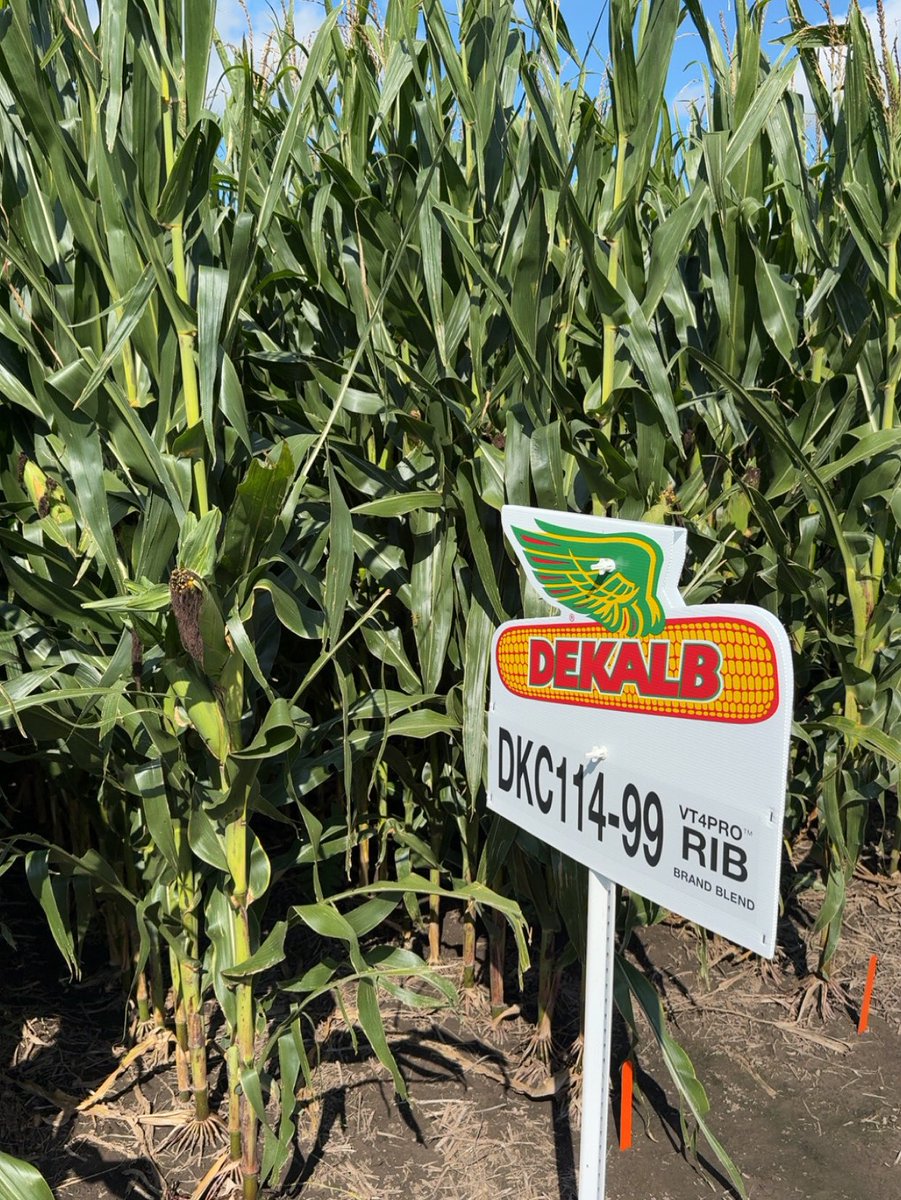 🚜 Trusted in the field. Proven at harvest. #DEKALB