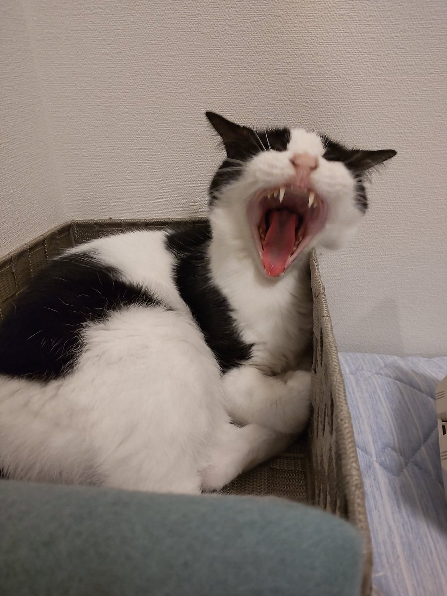 uchinonucco's tweet photo. ｱｸﾋﾞｨｨｪｪｧｧｧｱｱｱｱｧ...

#猫好きさんと繋がりたい https://t.co/3J2DJlombq