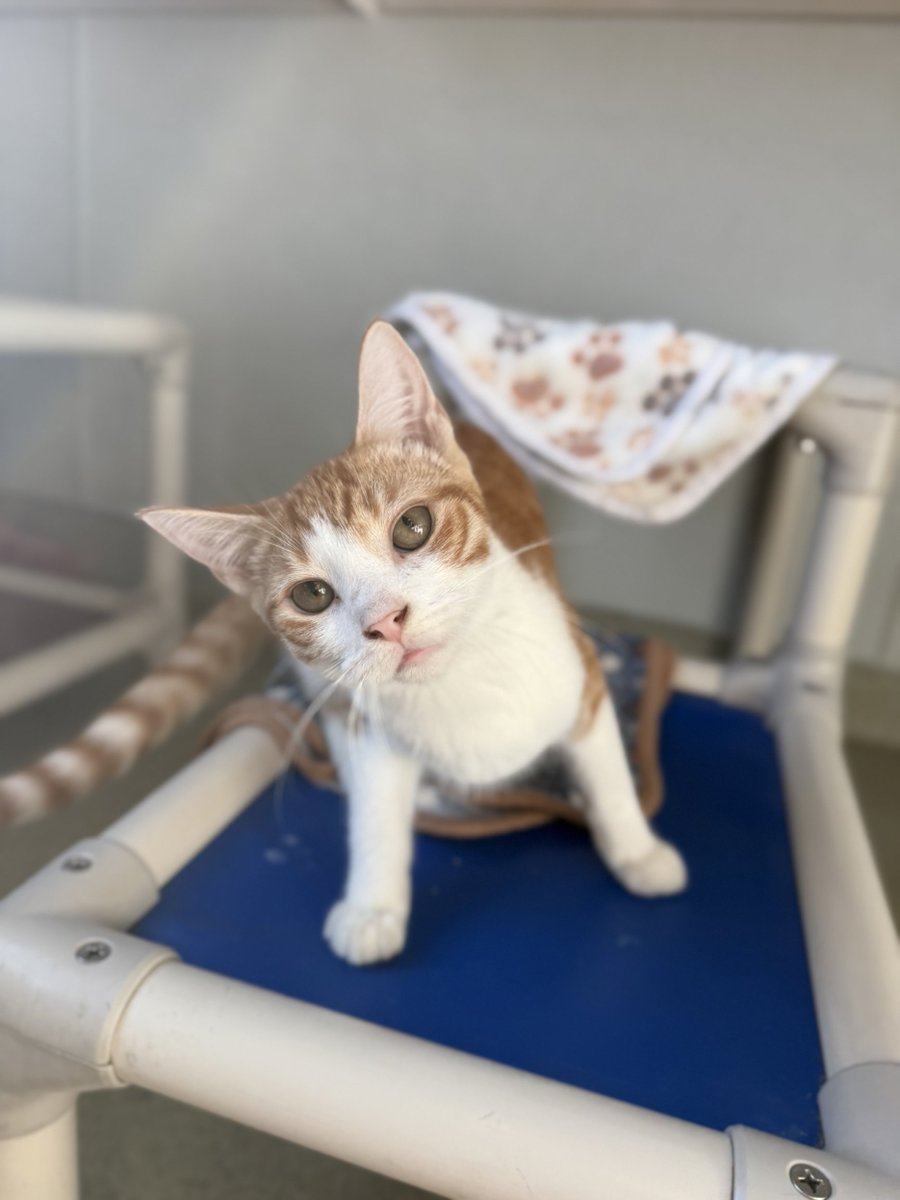 Buffalo’s Real Country 107.7 and 104.7 The Wolf (@thewolfbuffalo) on Twitter photo Vibe with Vibe! This 6-month-old male kitten is too cute. He has a slight head tilt and loves a good toy. With a little time, he'll warm up to you so much, he'll never leave your lap 😻 Stop by <a href="/YourSPCA/">Erie County SPCA, NY</a> today to vibe with him! Vibe with Vibe! This 6-month-old male kitten is too cute. He has a slight head tilt and loves a good toy. With a little time, he'll warm up to you so much, he'll never leave your lap 😻 Stop by <a href="/YourSPCA/">Erie County SPCA, NY</a> today to vibe with him!