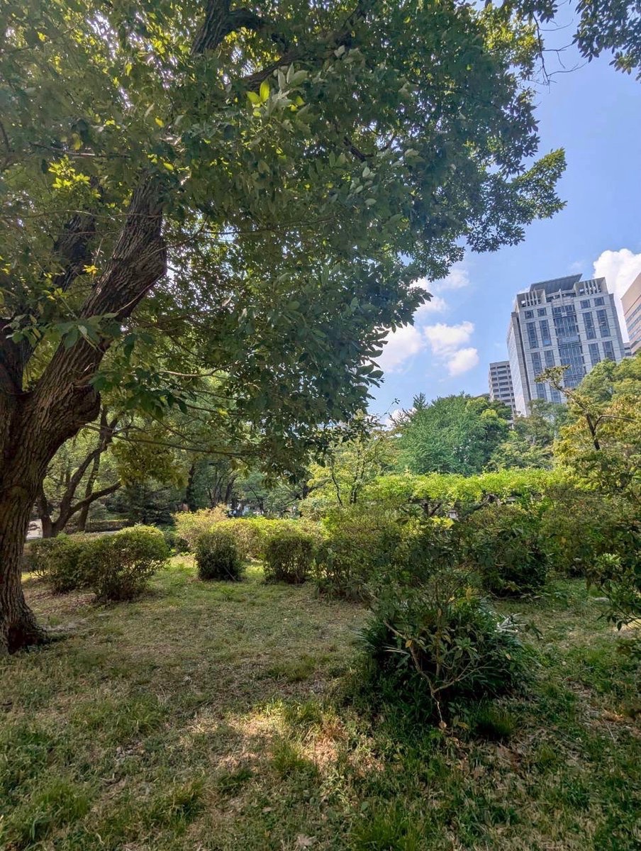 もう、木陰しか欲しくない心境です…
道という道を覆って欲しいくらいです
温暖化から街や人々を救うには樹木しかないと、世界は必死に植えているけど…
「都会のオアシス」を潰してわざわざ暑くするなど、もはや犯罪です

#日比谷公園を助けて
#小池都知事
#東京都
署名🙏 
change.org/HibiyaPark