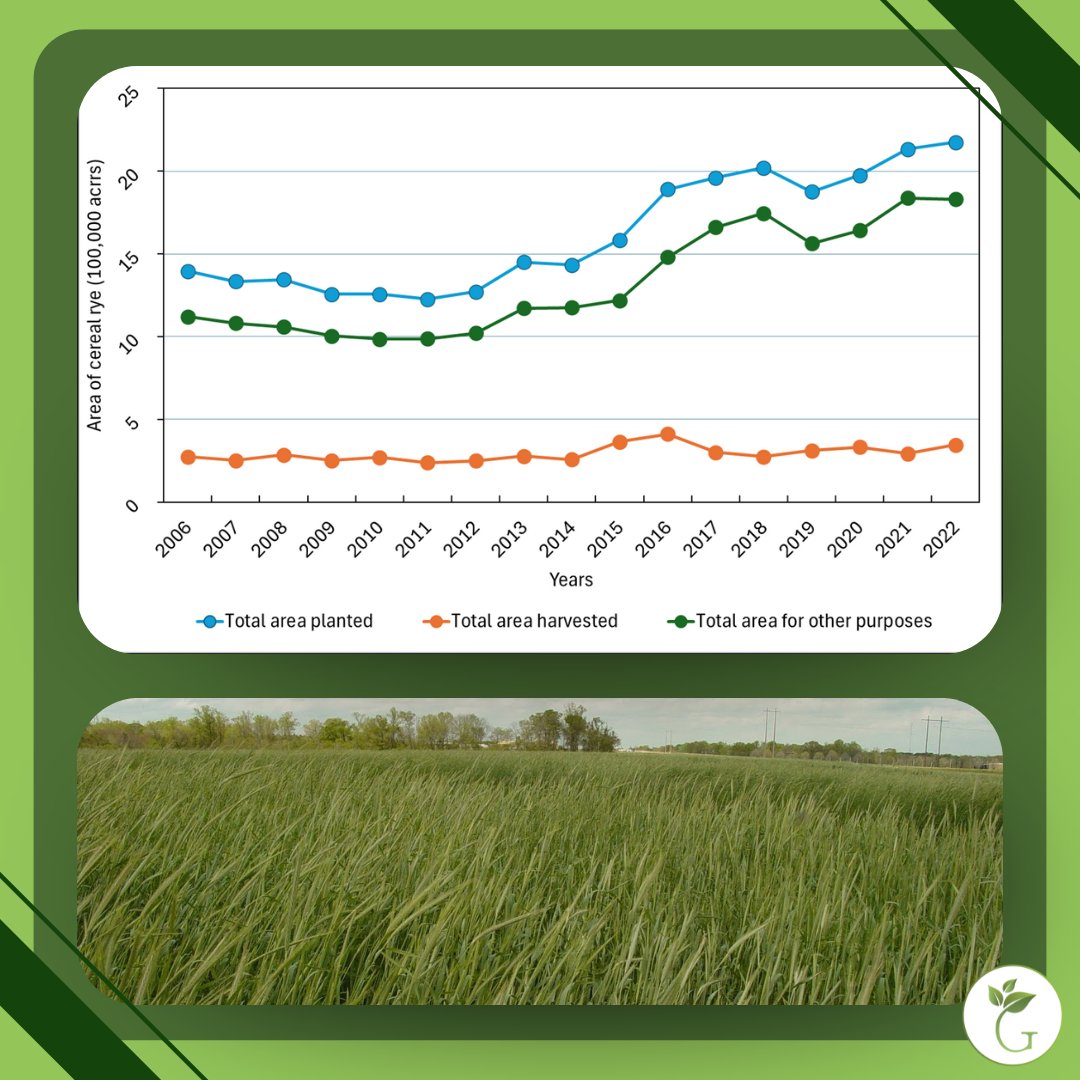 Are you properly managing your cereal rye so that it doesn’t become the next johnsongrass? Auburn’s <a href="/Maity_Weed/">Aniruddha Maity</a> found that proper isolation distances, termination times, and cover crop rotations/mixes are necessary to ensure that cereal rye stays on the right side of farming!