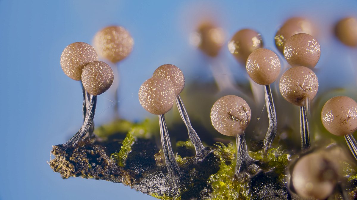 Jānis Šatrovskis tweet media