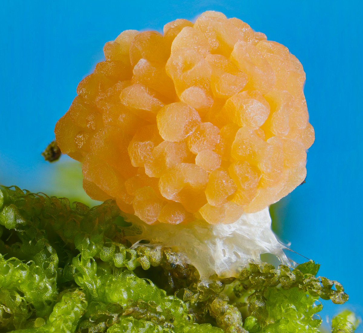 Jānis Šatrovskis tweet media