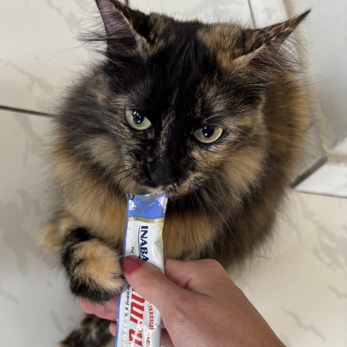 morgana foi muito educada no veterinário, não miou nem arranhou e nem bateu em ninguém, então ela ganhou um churu inteirinho só pra ela de recompensa