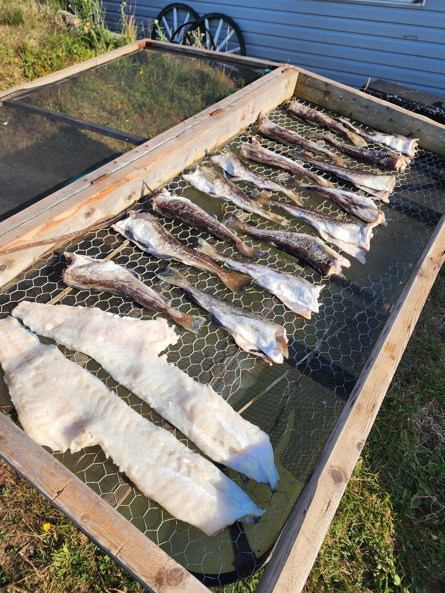 Hope somebody likes salt leggies🧂🐟