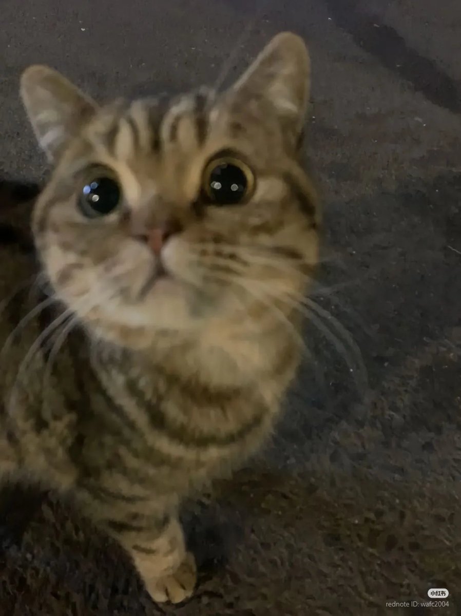 No Context Cats (@nocontextscats) on Twitter photo 