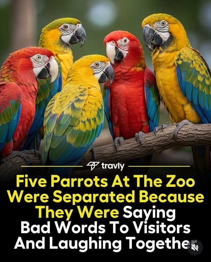 icebeom_'s tweet photo. txt if they were parrots https://t.co/XZCZJkyU6C