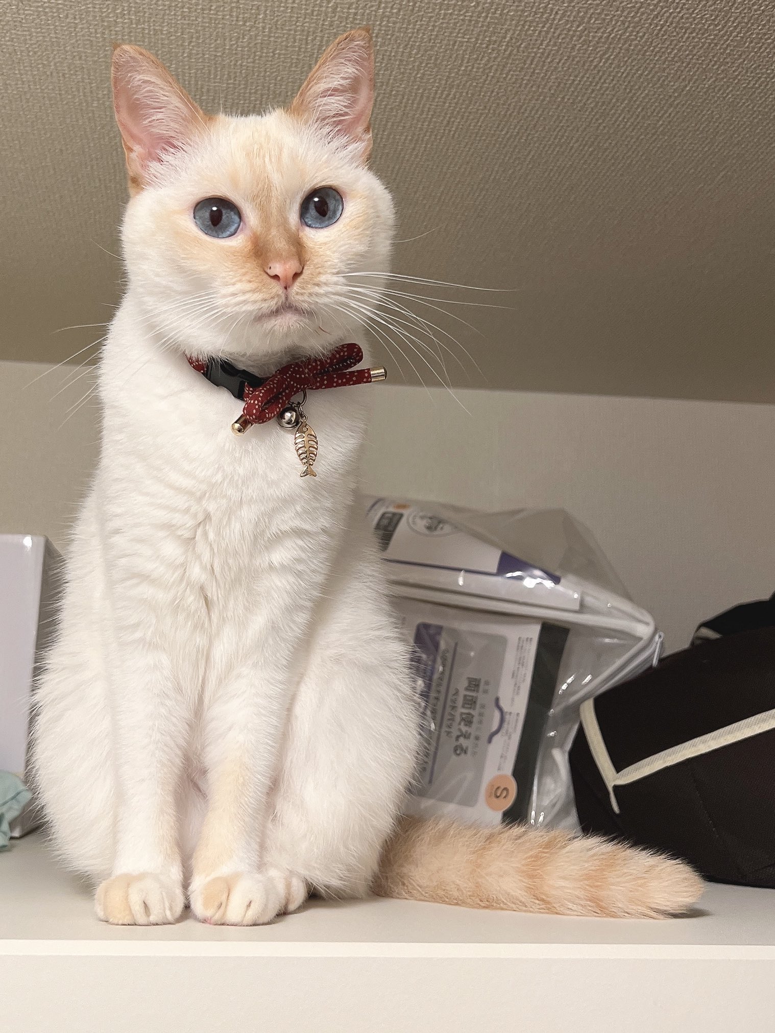 けい様　取り置き中　三毛猫ドラマー　流れ星流れるクローバー畑　Bathroom 畑に捨てられた子猫のその後】ボーちゃんが歩けるようになるまで