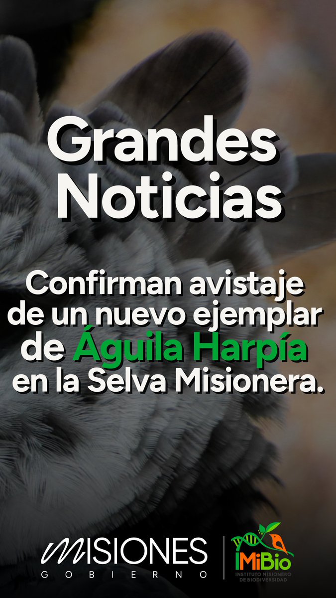Instituto Misionero de Biodiversidad (@imibiomisiones) on Twitter photo 🦅Compartimos una noticia de alto vuelo para la #BiodiversidadMisionera . Hoy se confirmó el avistaje de un nuevo ejemplar de Águila Harpía en la #SelvaMisionera. Celebramos este hallazgo que ratifica el gran estado de conservación de nuestra selva .
<a href="/gobmisiones/">Gobierno de Misiones</a> 
<a href="/misioneseco/">Ministerio de Ecología y RNR</a> 🦅Compartimos una noticia de alto vuelo para la #BiodiversidadMisionera . Hoy se confirmó el avistaje de un nuevo ejemplar de Águila Harpía en la #SelvaMisionera. Celebramos este hallazgo que ratifica el gran estado de conservación de nuestra selva .
<a href="/gobmisiones/">Gobierno de Misiones</a> 
<a href="/misioneseco/">Ministerio de Ecología y RNR</a>