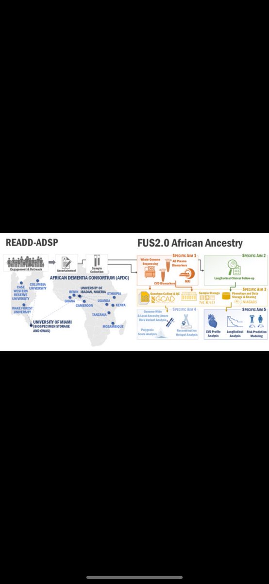 HIHGatUM's tweet image. Africa is making history with its first large-scale Alzheimer’s datasets 🧠✨ Read more in the link!