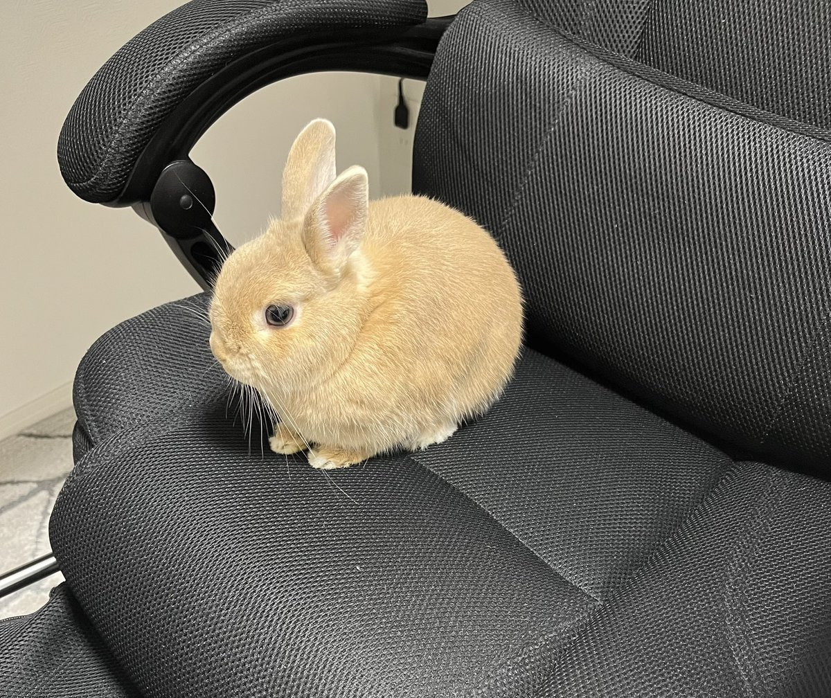 やばいどんどんお月見が迫ってくる🌕
まだ描きかけの絵が全然終わってないのにまたしても季節に乗り遅れそう💦
面白くて可愛い絵が描きたいから妥協はしたくないけど焦ると納得いく仕上がりにならないから、焦らず急ぐ笑💨

コチラはお団子みたいなみそピーが撮れたので息抜きにコラージュしたもの🔻