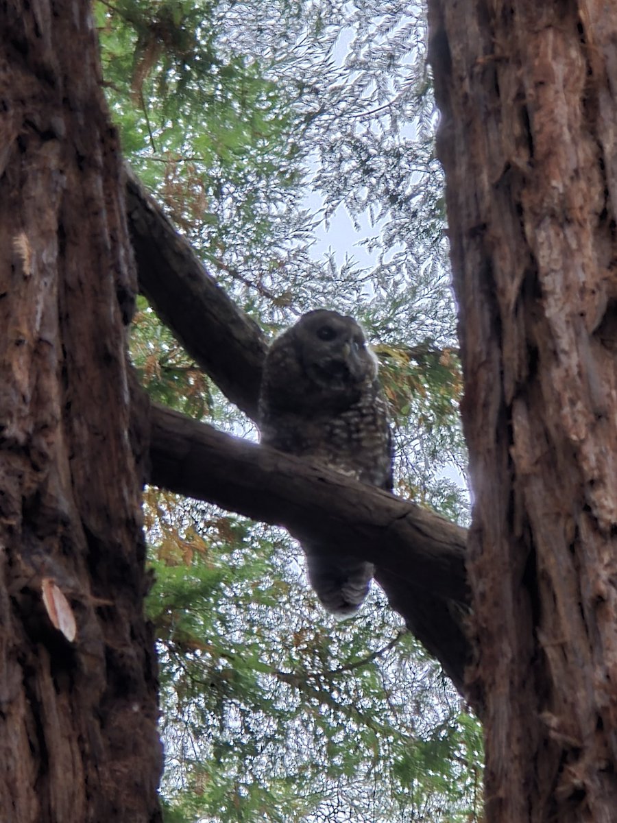 New lifer for me. Northern Spotted Owl chilling in a redwood.