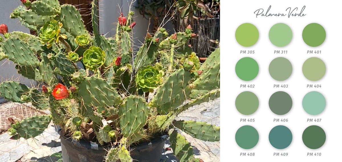 Mallorcas Grüntöne in der COLOURS of MALLORCA Wandfarbenpalette PALMERA VERDE! Wie gefallen Ihnen die Farben? Zur Farbpalette colours-of-mallorca.com/de/farbuebersi…