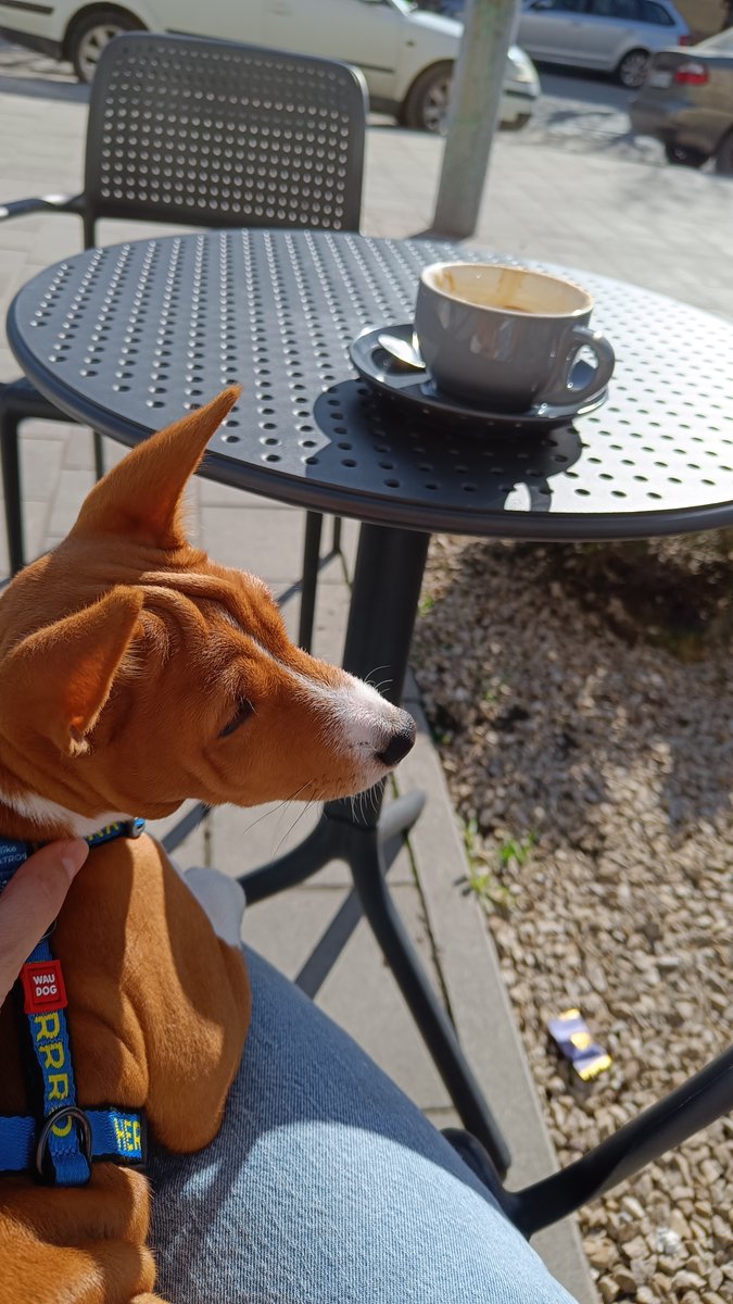 Mari_Makovkina's tweet image. Сoffee break

#basenji #Lviv #supportdog