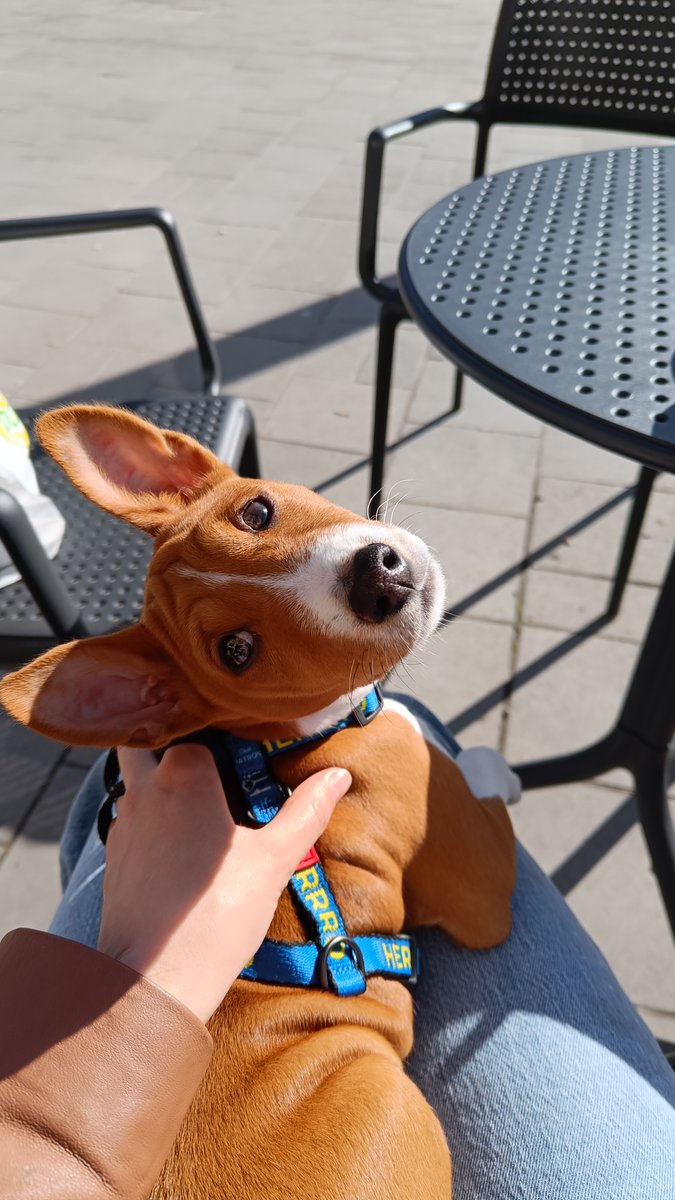 Mari_Makovkina's tweet image. Сoffee break

#basenji #Lviv #supportdog