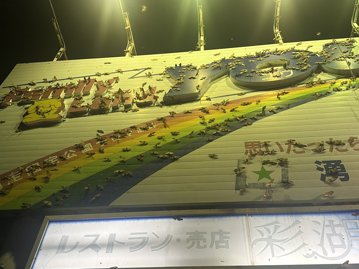 akubikonoha's tweet image. すごい。クスサンが白いところを避けて、虹の上だけにとまっている。