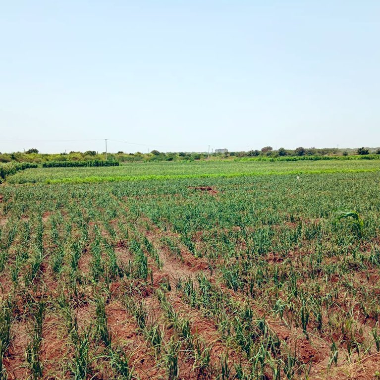 RACIDA_Ngo's tweet photo. In Mandera, onions are proving highly profitableโboosting incomes & food security.
Inclusive market systems development mean:
โ
Quality seeds & training
โ
Affordable irrigation
โ
Strong market linkages
#RACIDA #MarketSystemDevelopment #ResilienceInAction. https://t.co/FC99p8UJ1y