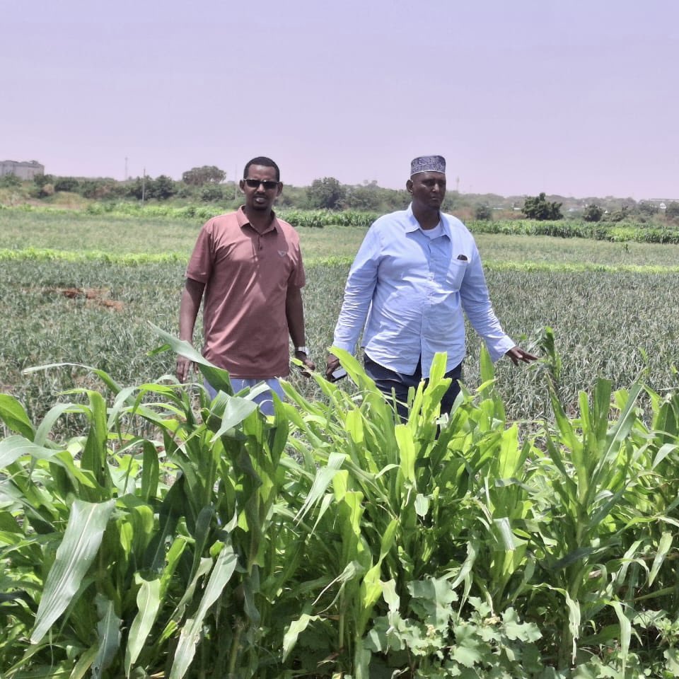 RACIDA_Ngo's tweet photo. In Mandera, onions are proving highly profitableโboosting incomes & food security.
Inclusive market systems development mean:
โ
Quality seeds & training
โ
Affordable irrigation
โ
Strong market linkages
#RACIDA #MarketSystemDevelopment #ResilienceInAction. https://t.co/FC99p8UJ1y