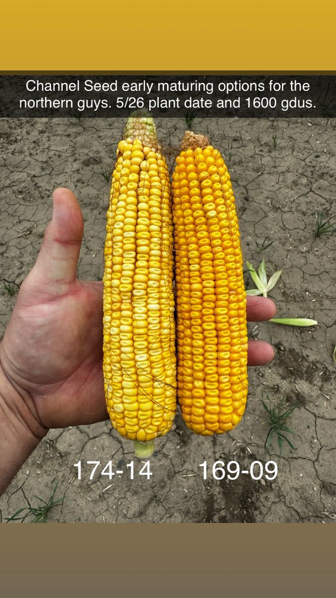 Some very nice early maturing options from <a href="/ChannelSeed/">Channel Seed</a>