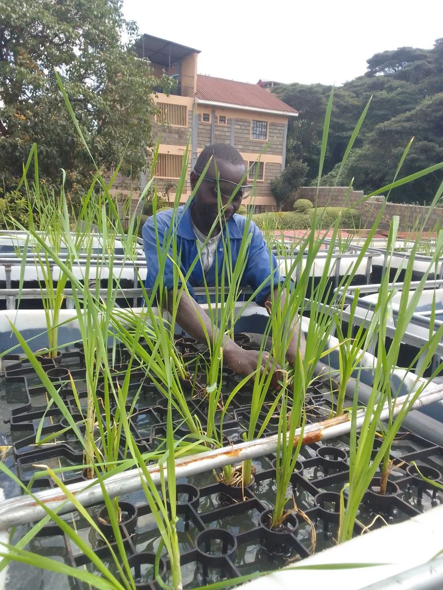 OmifloAfrica's tweet image. Meet Muteti - Technical Team 
 “These plants aren’t decoration; they’re the heart of the system” 
He installs and nurtures every root in our Phytofix systems—because when plants thrive, the system does too. Drop a 🌱 to celebrate the green hands behind clean water! #TeamSpotlight