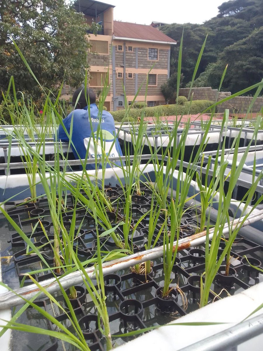 OmifloAfrica's tweet image. Meet Muteti - Technical Team 
 “These plants aren’t decoration; they’re the heart of the system” 
He installs and nurtures every root in our Phytofix systems—because when plants thrive, the system does too. Drop a 🌱 to celebrate the green hands behind clean water! #TeamSpotlight