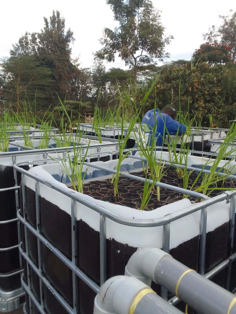 OmifloAfrica's tweet image. Meet Muteti - Technical Team 
 “These plants aren’t decoration; they’re the heart of the system” 
He installs and nurtures every root in our Phytofix systems—because when plants thrive, the system does too. Drop a 🌱 to celebrate the green hands behind clean water! #TeamSpotlight