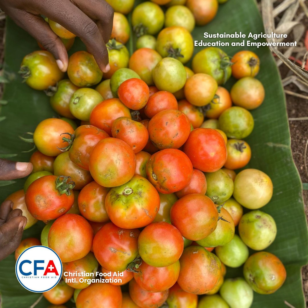 CFA_Intl's tweet image. Tomatoes in hand 🍅, Rodo in the ground 🌶️.
Moremi &amp;amp; St. John’s are showing us that when students farm, the future grows greener. 🌱

#SAEEProject #ChristianFoodAid #SamaritansPurse