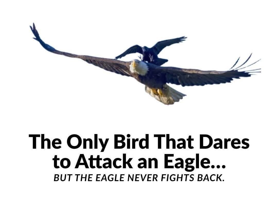 🦅 Why Eagles Never Fight with Crows: A Lesson in Growth and Success

The only bird that dares to attack an eagle is a crow.
But here’s the secret—the eagle never fights back. Instead, it teaches us a powerful life lesson.

Here’s why:
Relentless distractions.
The crow boldly