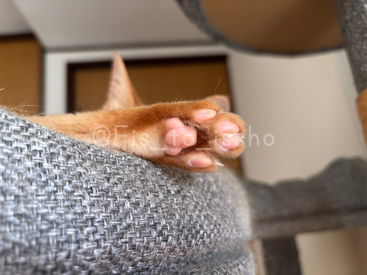 今日の「ぷに」🐾

#猫 #cat #猫好きさんと繋がりたい  #ねこかわいいね #猫のいる暮らし #肉球