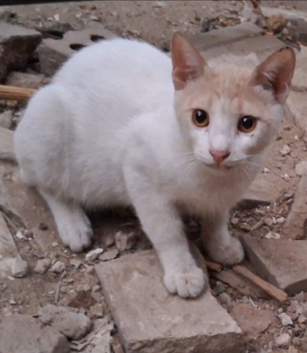 We no longer have food, please, I don't want to go to death traps, I don't want to lose my life for some flour, I am a father with a family and cats to take care of, all I ask is help to feed and protect them, I promised them that but I am helpless due to the lack of donations,